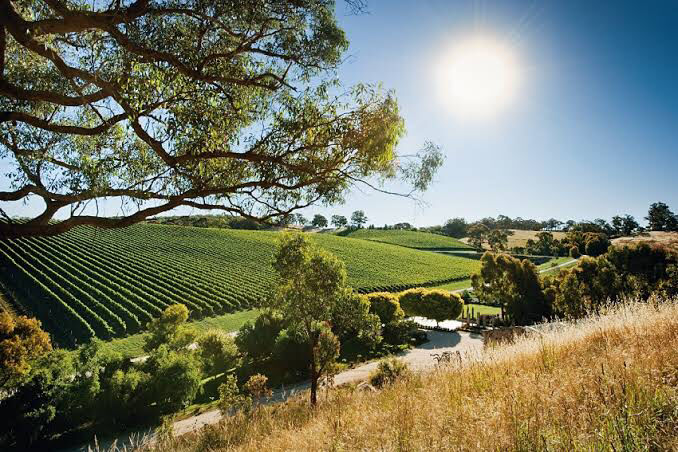 Photo of Australia’ Great Food And Wine Itinerary - Adelaide! by SONIA DAVID