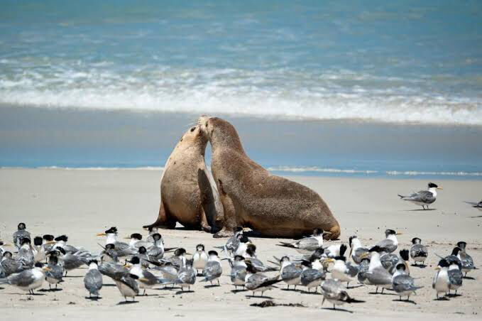 Photo of Kangaroo Island - Itinerary by SONIA DAVID