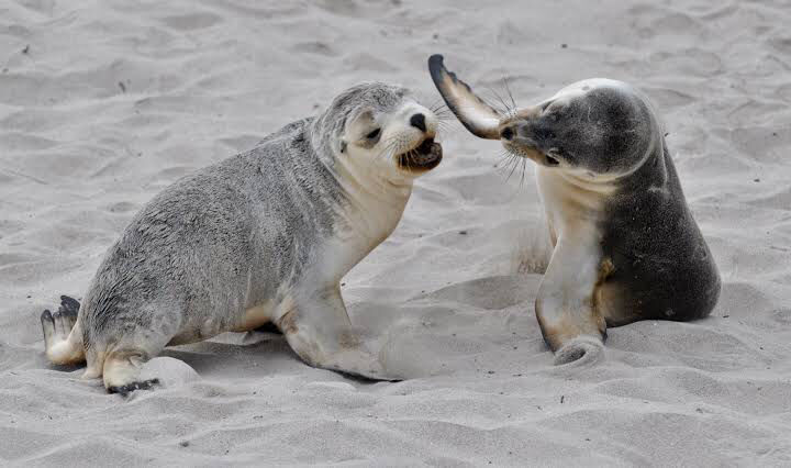 Photo of Kangaroo Island - Itinerary by SONIA DAVID