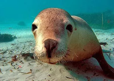 Photo of Kangaroo Island - Itinerary by SONIA DAVID