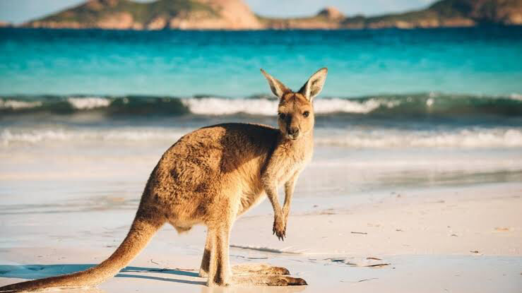 Photo of Kangaroo Island - Itinerary by SONIA DAVID