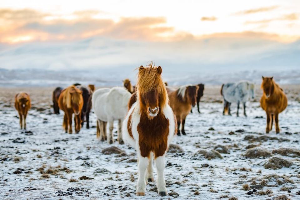 Photo of Adventures you can have only in Iceland! 3/5 by SONIA DAVID