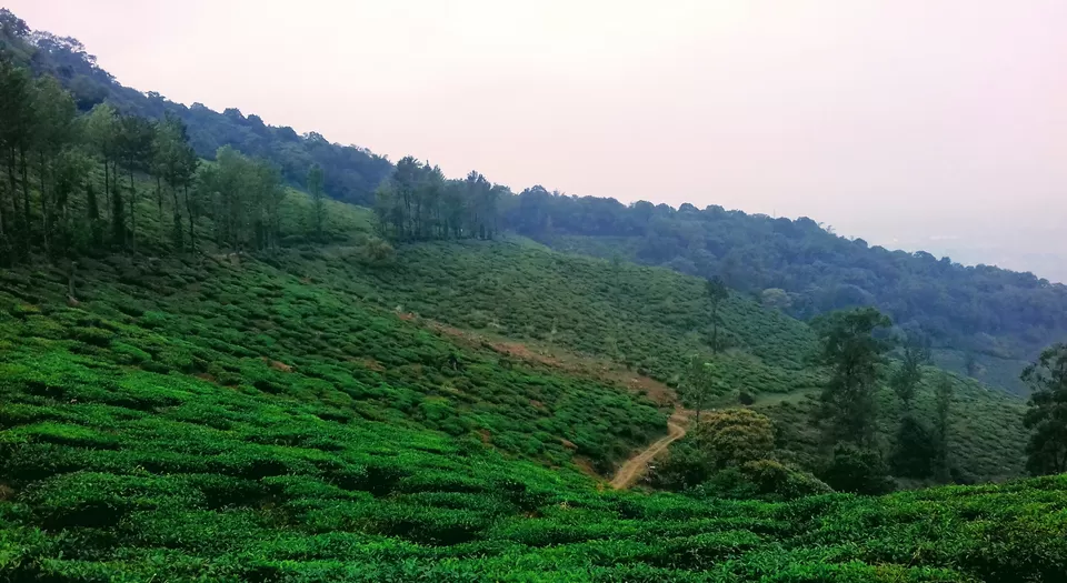 Photo of Chembra Peak, Kerala by arvind.sastry
