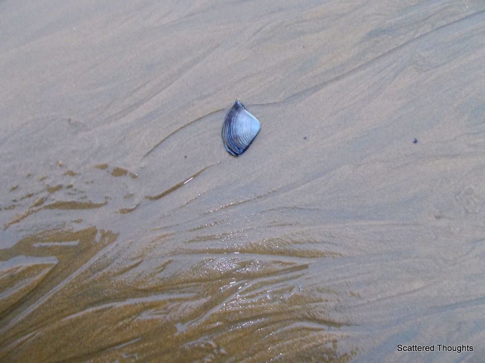Photo of Chandipur, The Land of Vanishing Sea 3/11 by Maniparna Sengupta Majumder