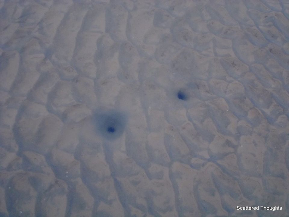 Photo of Chandipur, The Land of Vanishing Sea 5/11 by Maniparna Sengupta Majumder