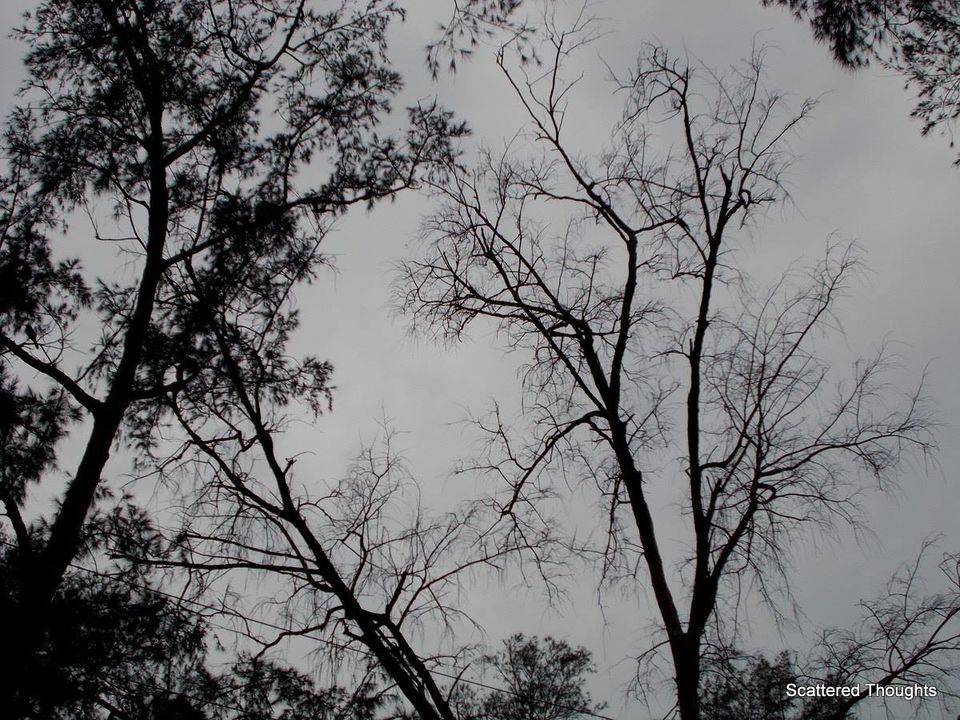 Photo of Chandipur, The Land of Vanishing Sea 1/11 by Maniparna Sengupta Majumder