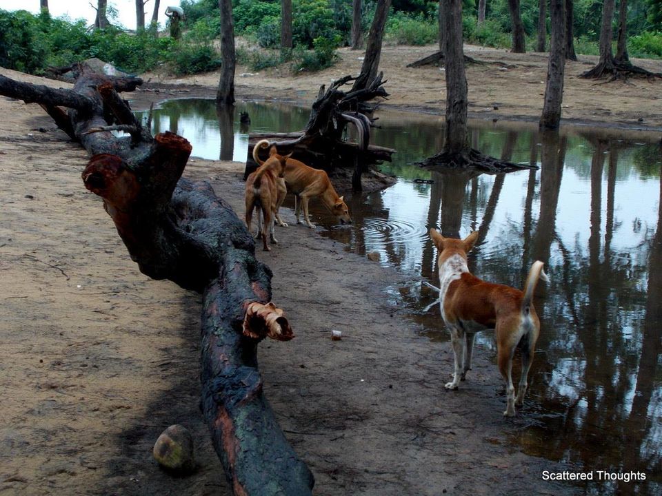 Photo of Chandipur, The Land of Vanishing Sea 6/11 by Maniparna Sengupta Majumder