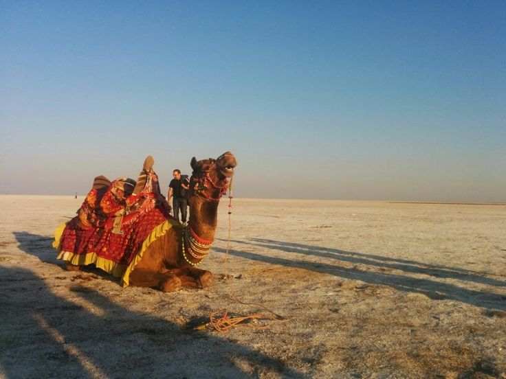 Photo of Of Harappan Ruins and Colours of Rann: Kutch 5/14 by The Blueberry Trails