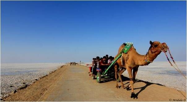 Photo of Of Harappan Ruins and Colours of Rann: Kutch 11/14 by The Blueberry Trails