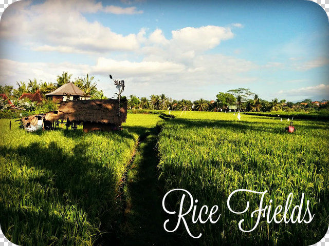 Photo of 10 awesome things to do in Ubud, Bali 4/12 by The Blueberry Trails
