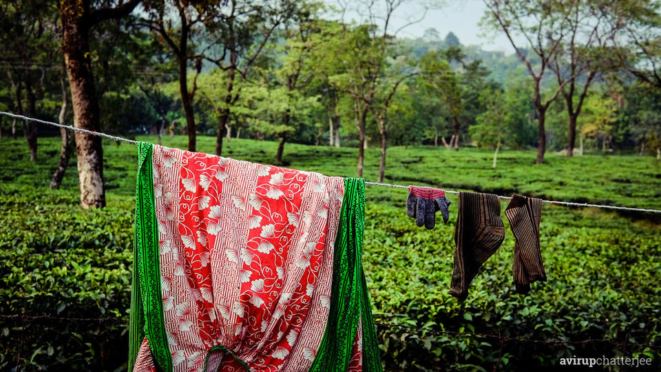 Photo of The Dooars Story 4/7 by Avirup Chatterjee