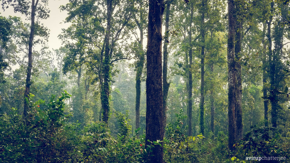 Photo of The Dooars Story 3/7 by Avirup Chatterjee