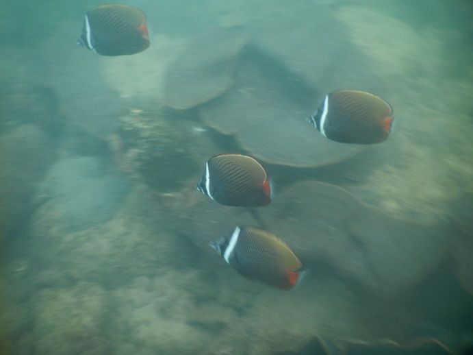 Photo of tarkarli scuba diving tour by sachin pawar