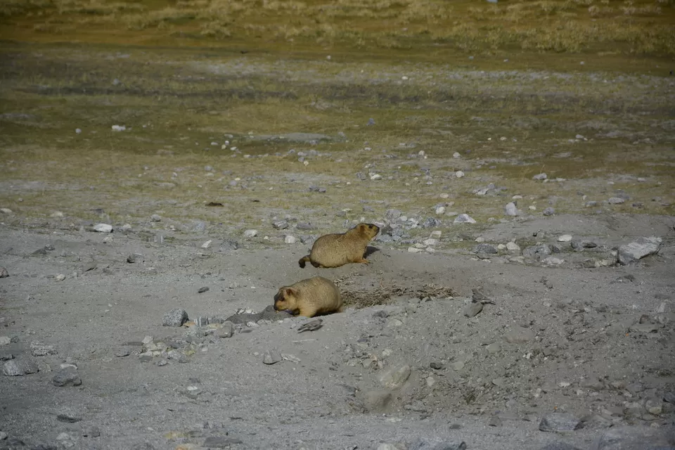 Photo of The Marmots by antara8080