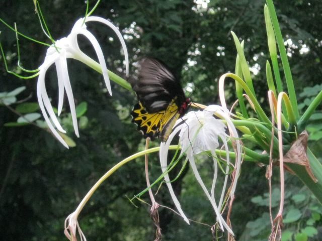 Photo of Butterfly Park Tasik Perdana Kuala Lumpur Federal Territory of Kuala Lumpur Malaysia by Srishti Mehta