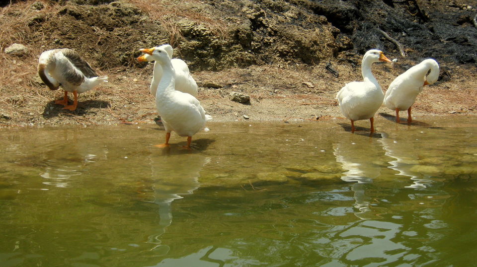 Photo of Bhulla Taal river, Lansdowne Uttarakhand by Srishti Mehta