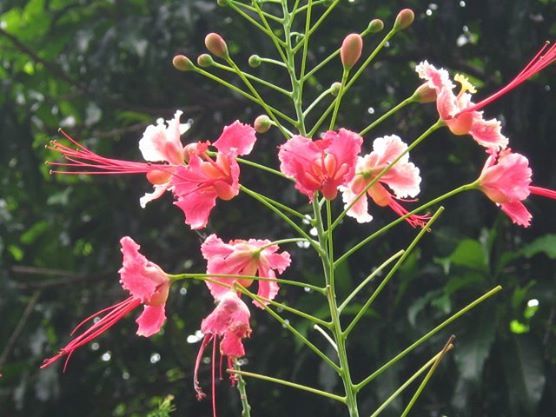 Photo of Of Myths, Legends and Fairies: Langkawi by Srishti Mehta