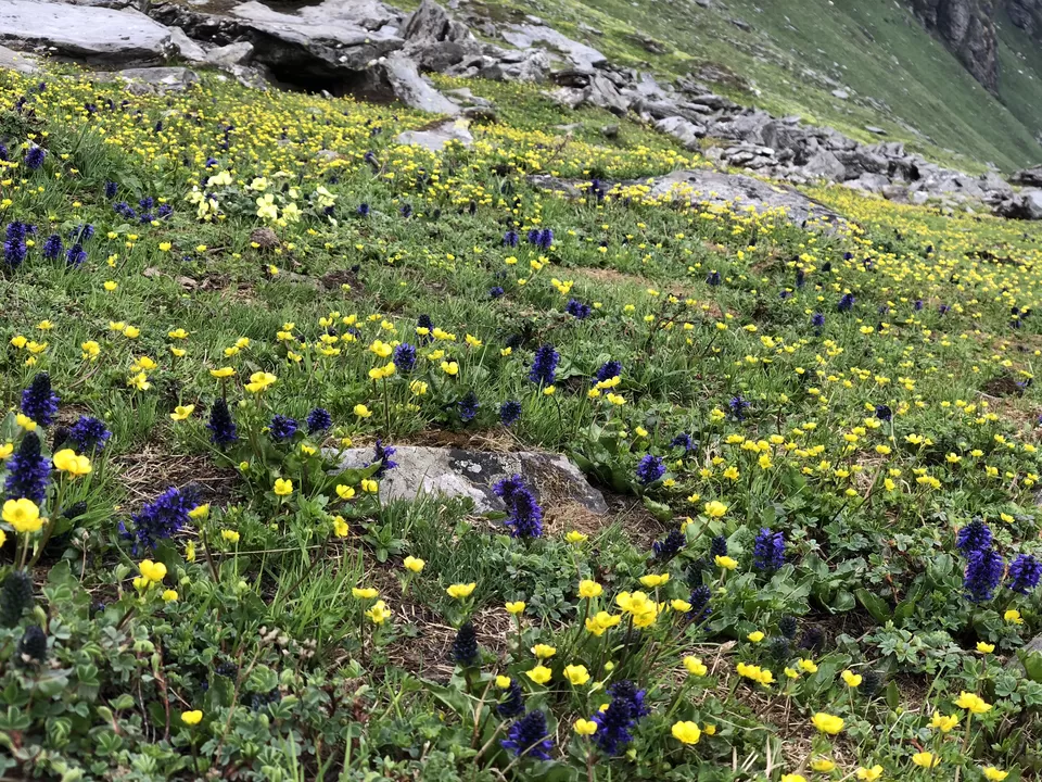 Photo of My SAR PASS Trek with YHAI by Radhika Sodhi