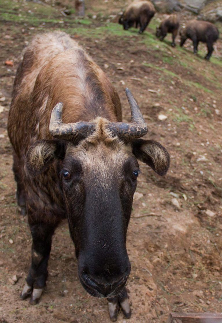 Photo of Road Trip to The Last Great Himalayan Kingdom - Bhutan 10/23 by Shiva Rajvanshi