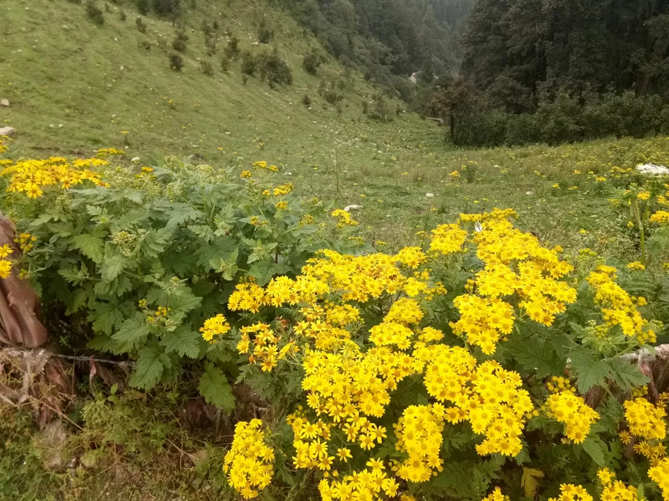 Photo of If you are bored of Shimla, read this. by Sidharth Kaushal