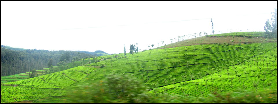 Photo of Escapade to Coonoor and Ooty 4/12 by Debashish Pradhan