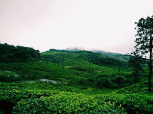 Photo of Vagamon, Kerala, India by Prajakta Kuwalekar