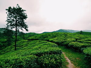 Photo of Vagamon, Kerala, India by Prajakta Kuwalekar