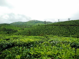 Photo of Thekkady, Kumily, Kerala, India by Prajakta Kuwalekar