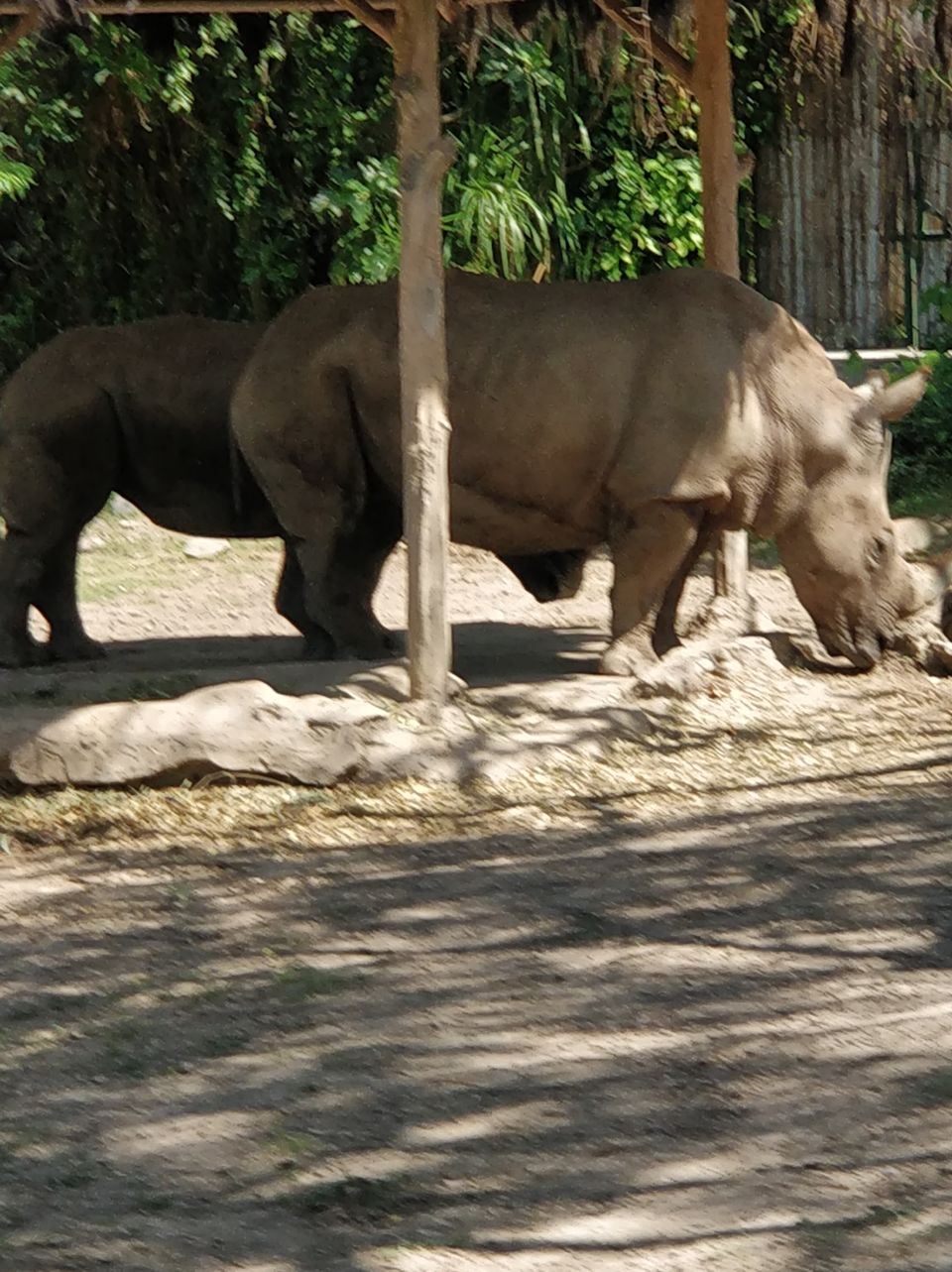 Photo of Bali Safari and Marine Park, Serongga, Gianyar, Bali, Indonesia by Prateek Gupta