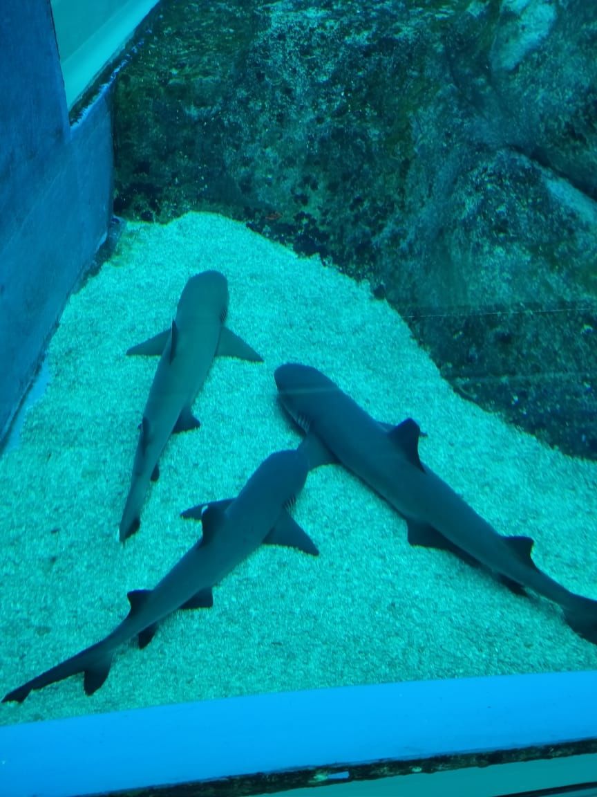 Photo of Sentosa Gateway, S.E.A. Aquarium, Sentosa Island, Singapore by Prateek Gupta