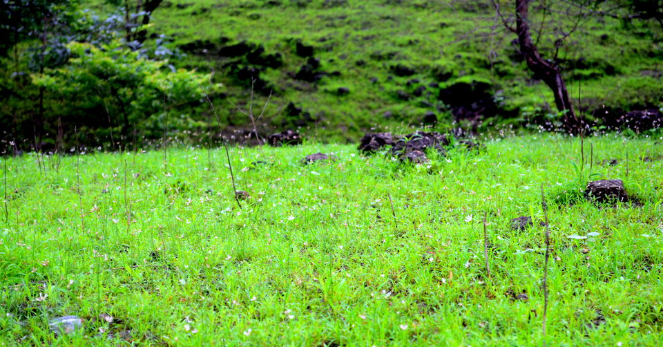 Photo of Bhimashankar trek 11/12 by Hiral Jain