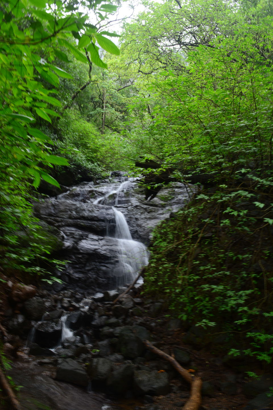 Photo of Bhimashankar trek 10/12 by Hiral Jain