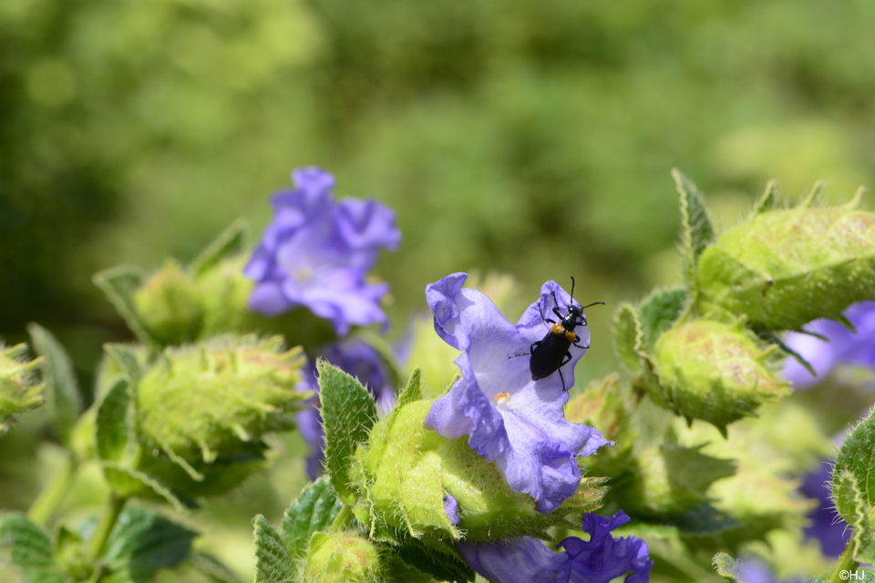 Photo of Kaas- Maharashtra Valley of Flowers 11/16 by Hiral Jain
