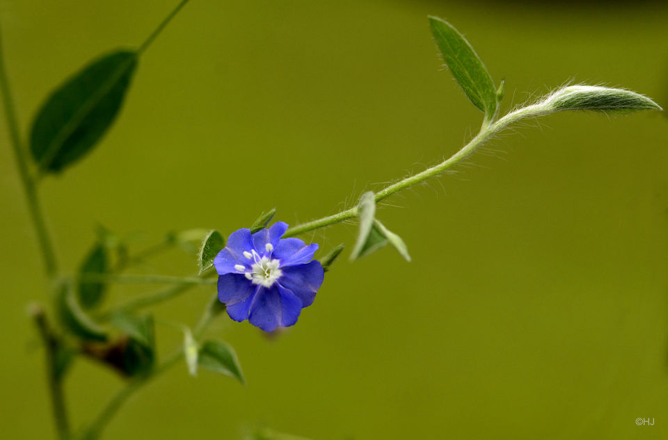 Photo of Kaas- Maharashtra Valley of Flowers 8/16 by Hiral Jain