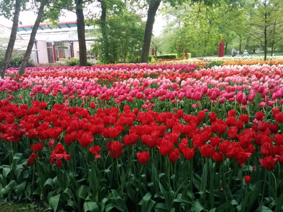 Photo of Netherlands by Megha