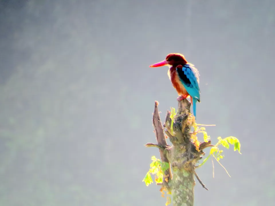 Photo of Madhumalai , a Paradise in south India. by Raghav G