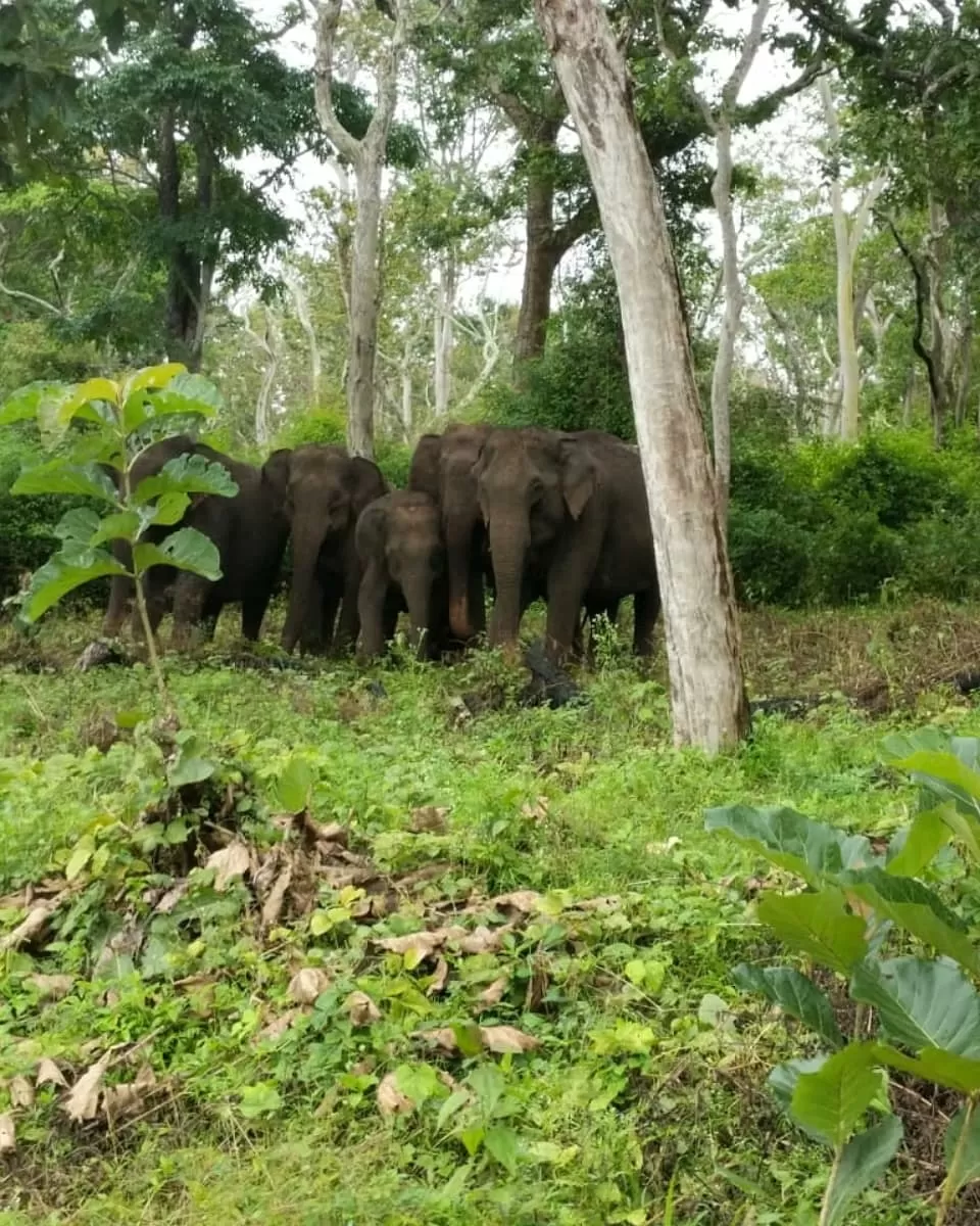 Photo of Mudumalai, Tamil Nadu, India by Raghav G