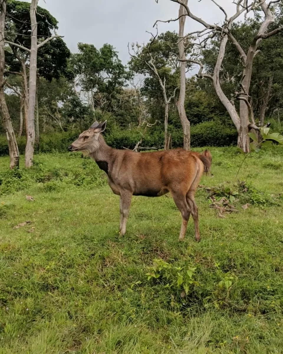 Photo of Mudumalai, Tamil Nadu, India by Raghav G