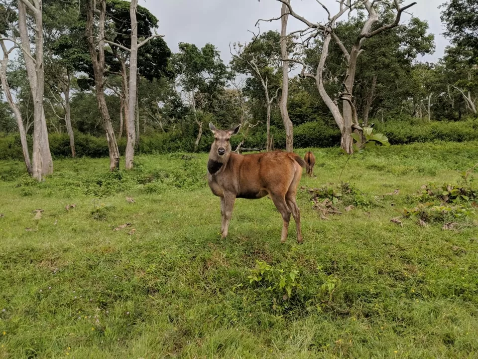 Photo of Mudumalai, Tamil Nadu, India by Raghav G