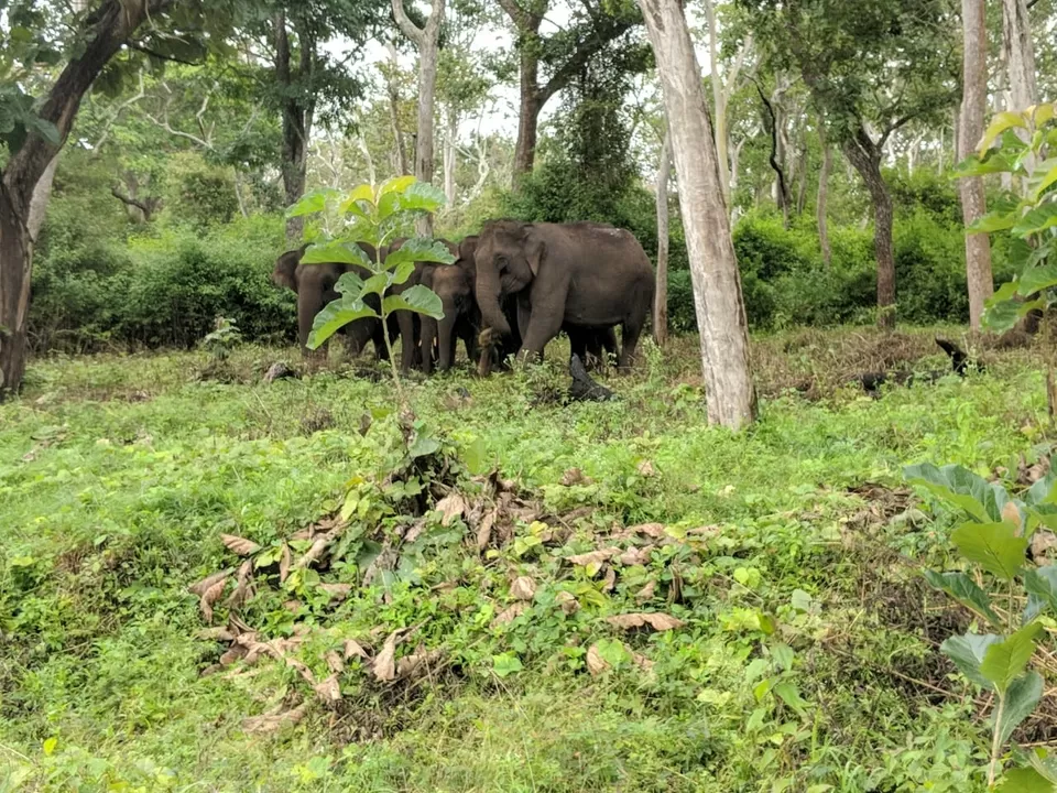 Photo of Mudumalai, Tamil Nadu, India by Raghav G