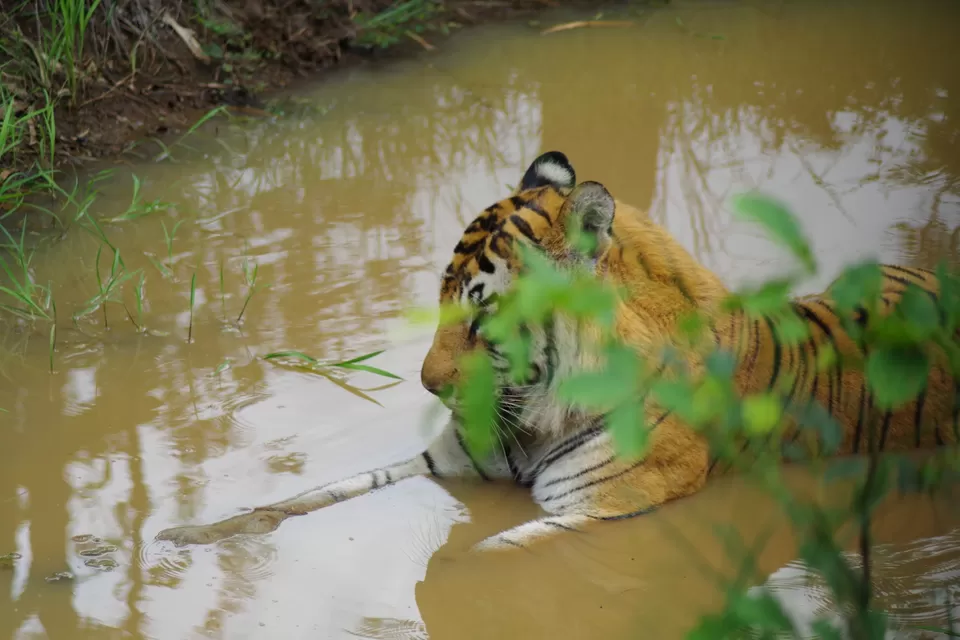 Photo of Lion and Tiger Safari, Thevara Koppa, Karnataka, India by Raghav G