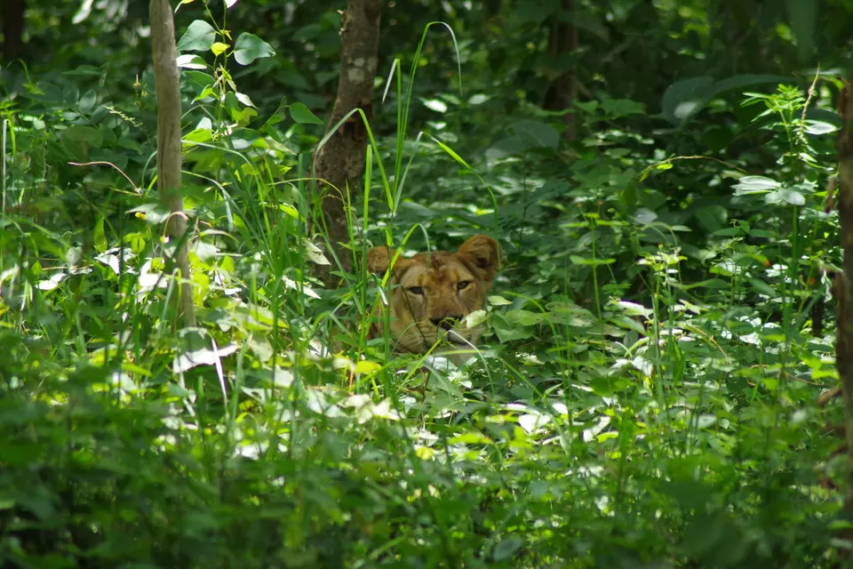 Photo of Lion and Tiger Safari, Thevara Koppa, Karnataka, India by Raghav G