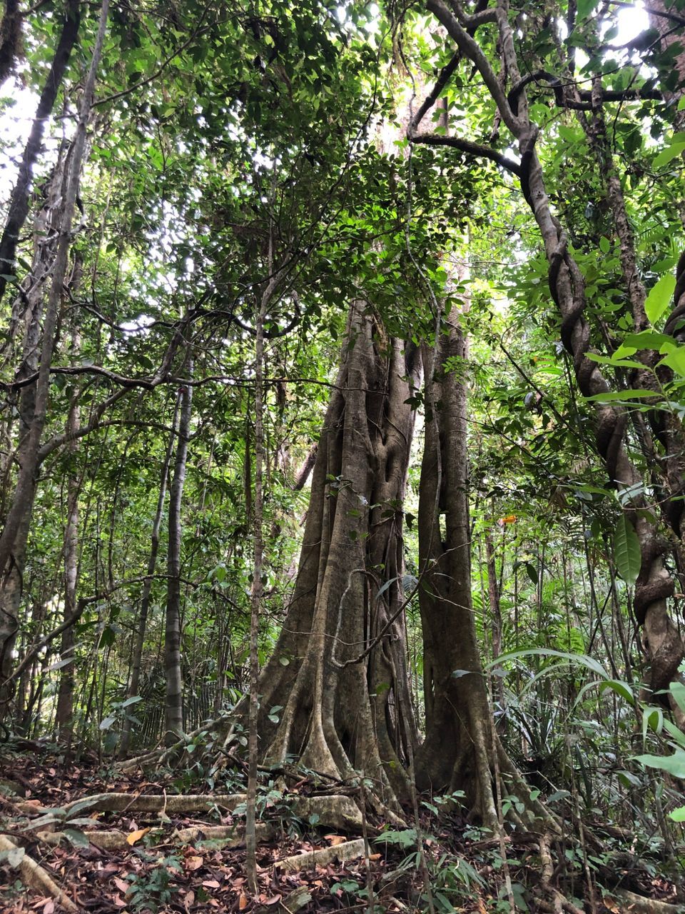Photo of If you love forest trials and waterfalls,then this trek in South India is for you #NarasimhaParvath by Raghav G