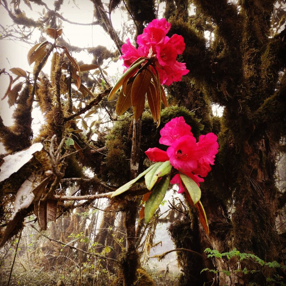Photo of Hike to wonderland ( Barsey rhododendron sanctuary) by Sayari Banerjee