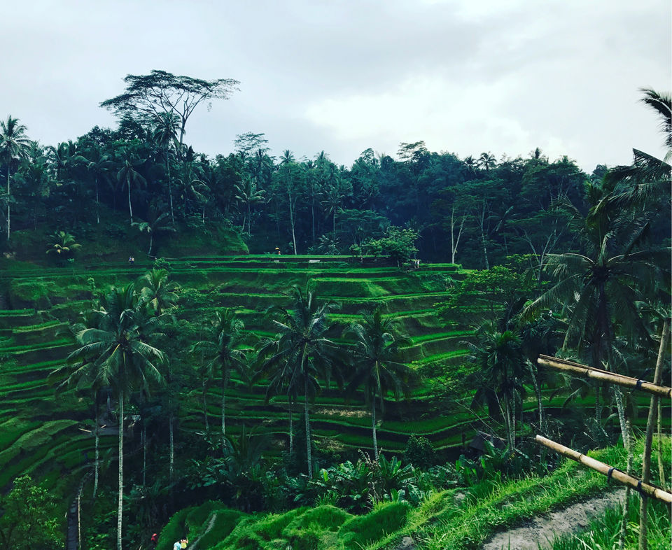 Photo of 6 unique and weird things about Bali, you probably didn’t know! by Ajanta