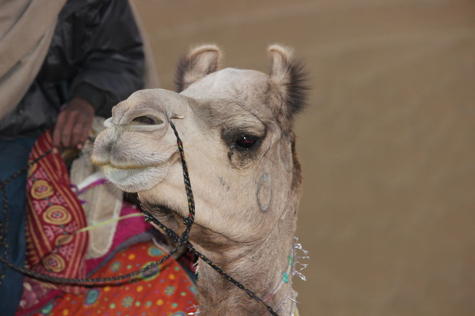 Photo of 3 Days in Golden City-Jaisalmer 25/32 by Ridhima Srivastava