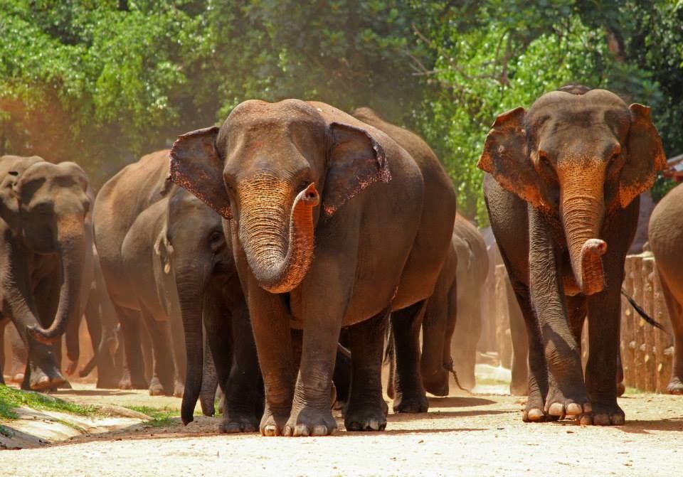 Photo of Sri Lanka-God's own country 17/32 by Shine P