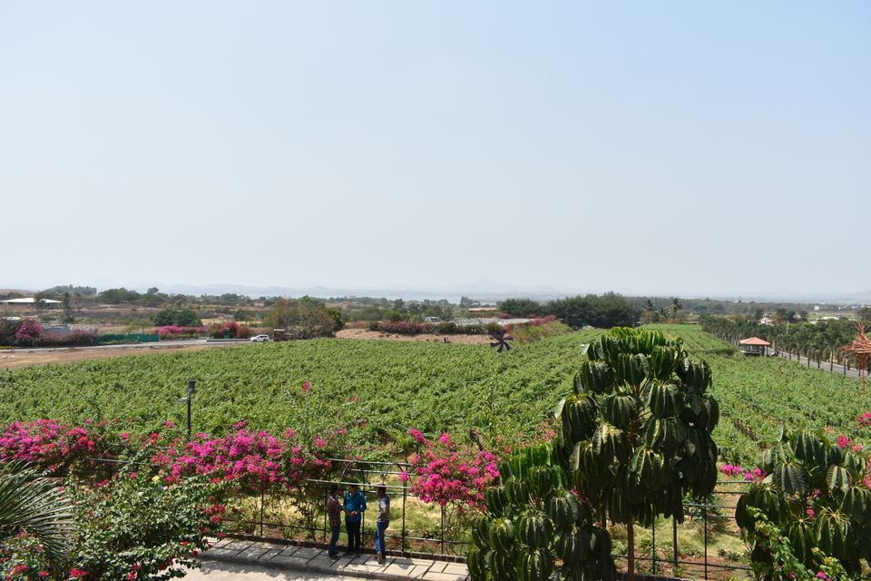 Photo of Sula Vineyards, Gangapur-Savargaon Road, Nashik, Maharashtra, India by Tanvi S