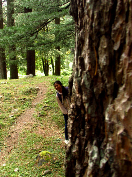 Photo of Manali- Beauty of hills, snow and greens. 5/20 by anila