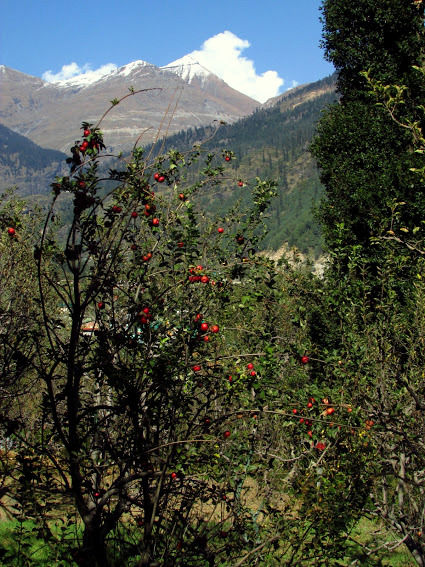 Photo of Manali- Beauty of hills, snow and greens. 10/20 by anila